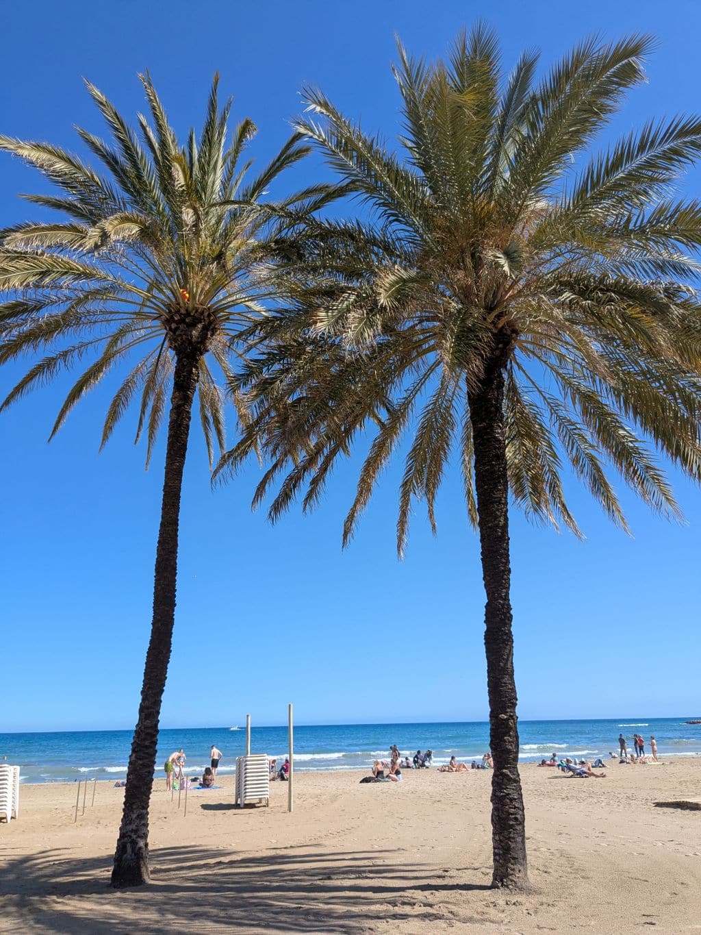 Spanischer Strand mit Palmen Palmen am Sandstrand mit blauem Himmel in Spanien